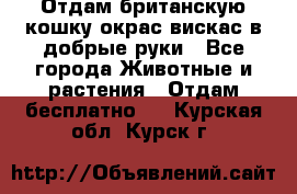 Отдам британскую кошку окрас вискас в добрые руки - Все города Животные и растения » Отдам бесплатно   . Курская обл.,Курск г.